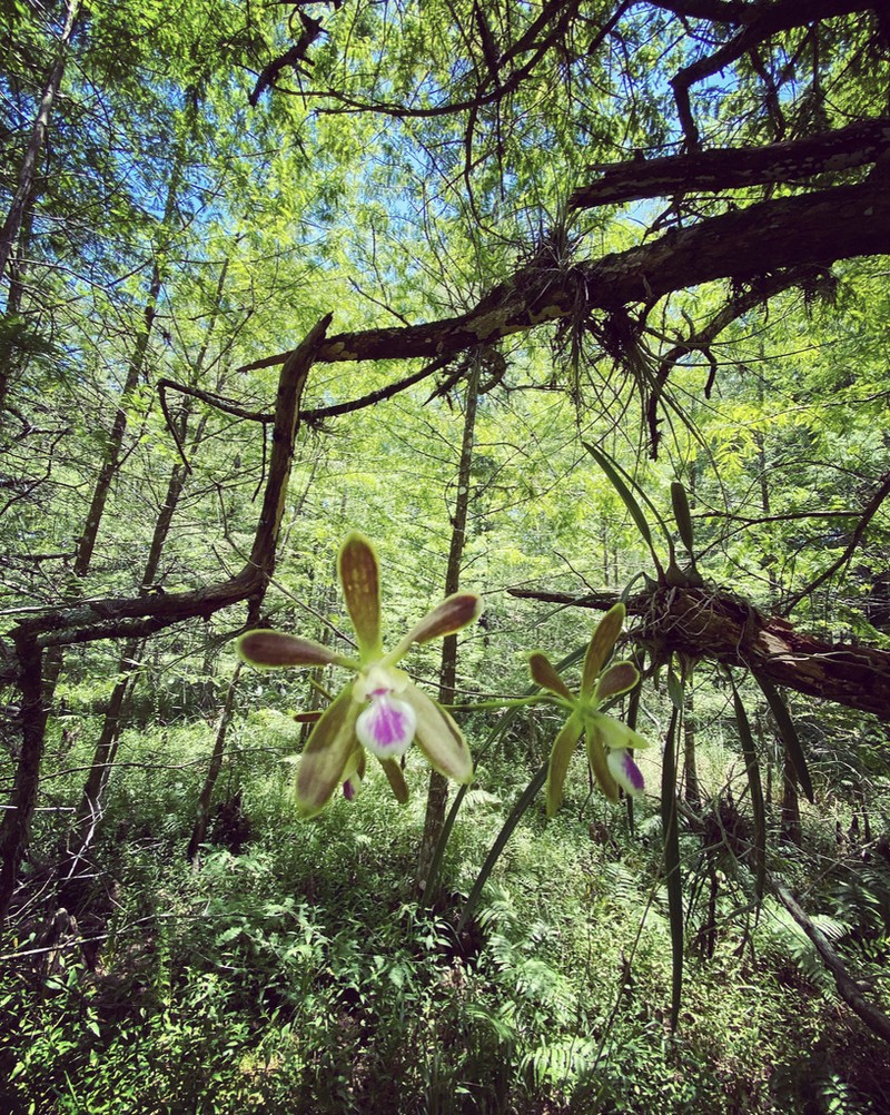 Tampa Butterfly Orchid photo 4
