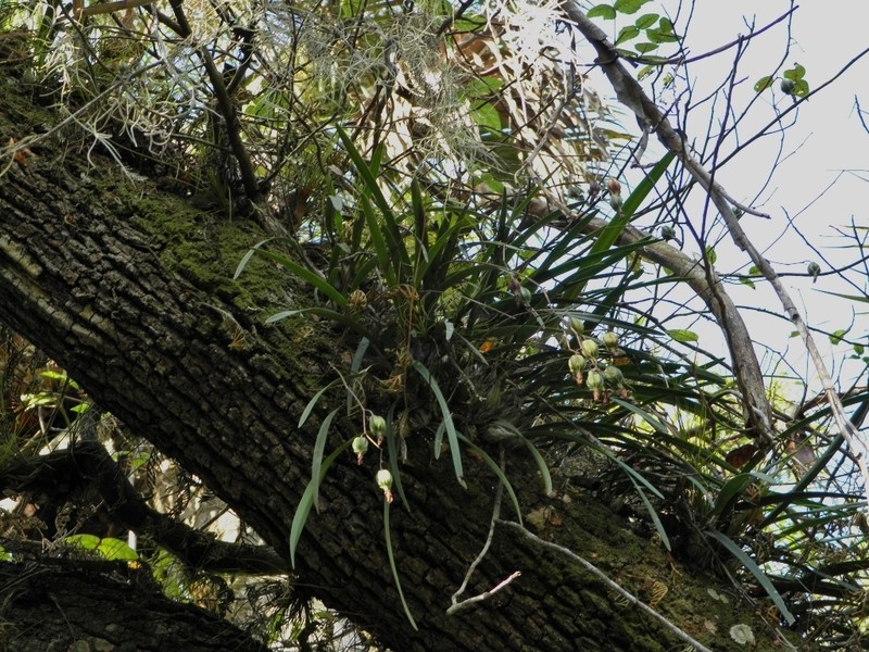 Tampa Butterfly Orchid photo 5