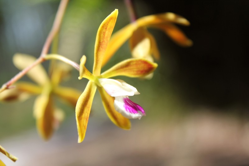Tampa Butterfly Orchid photo 6