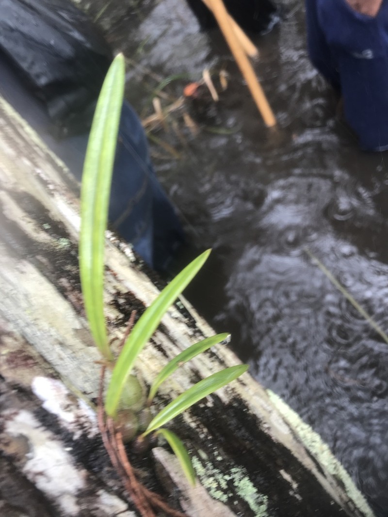 Tampa Butterfly Orchid photo 7
