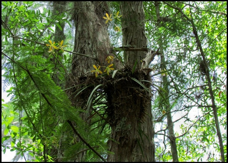 Tampa Butterfly Orchid photo 8