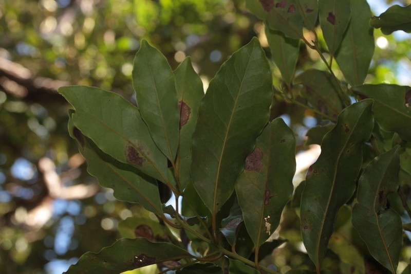 Endiandra artensis