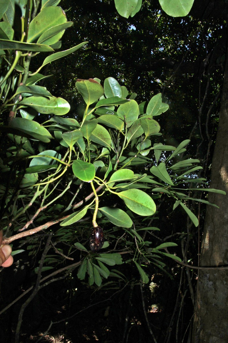 Endiandra artensis photo 2