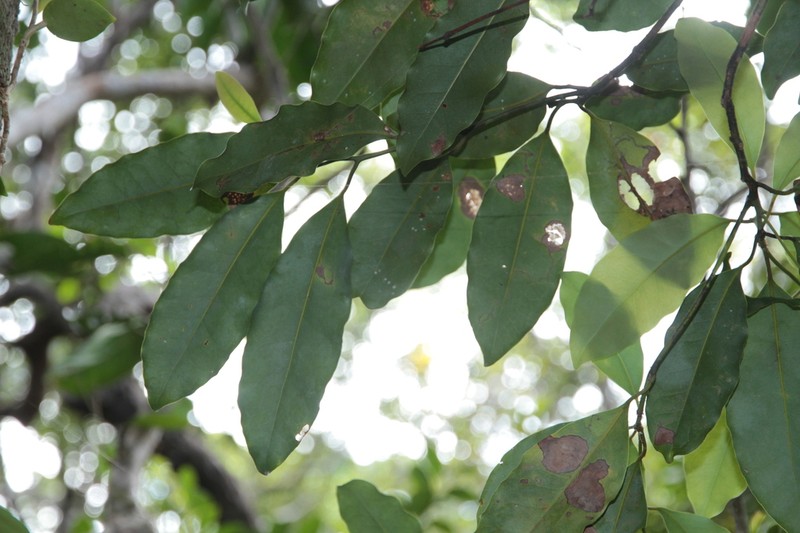 Endiandra artensis photo 3