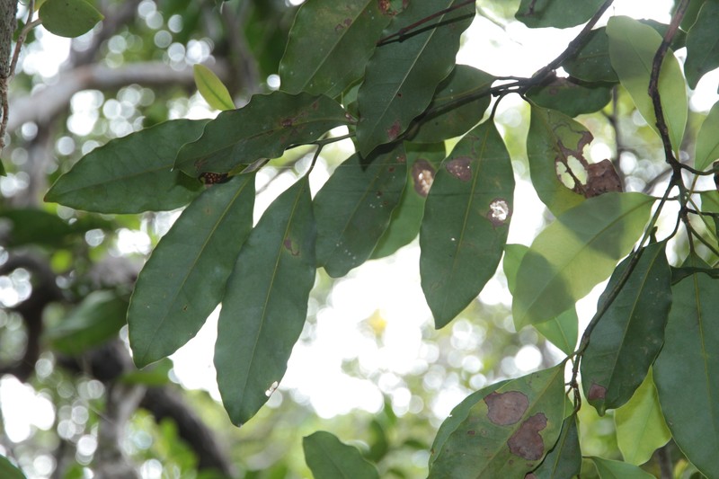 Endiandra artensis photo 4