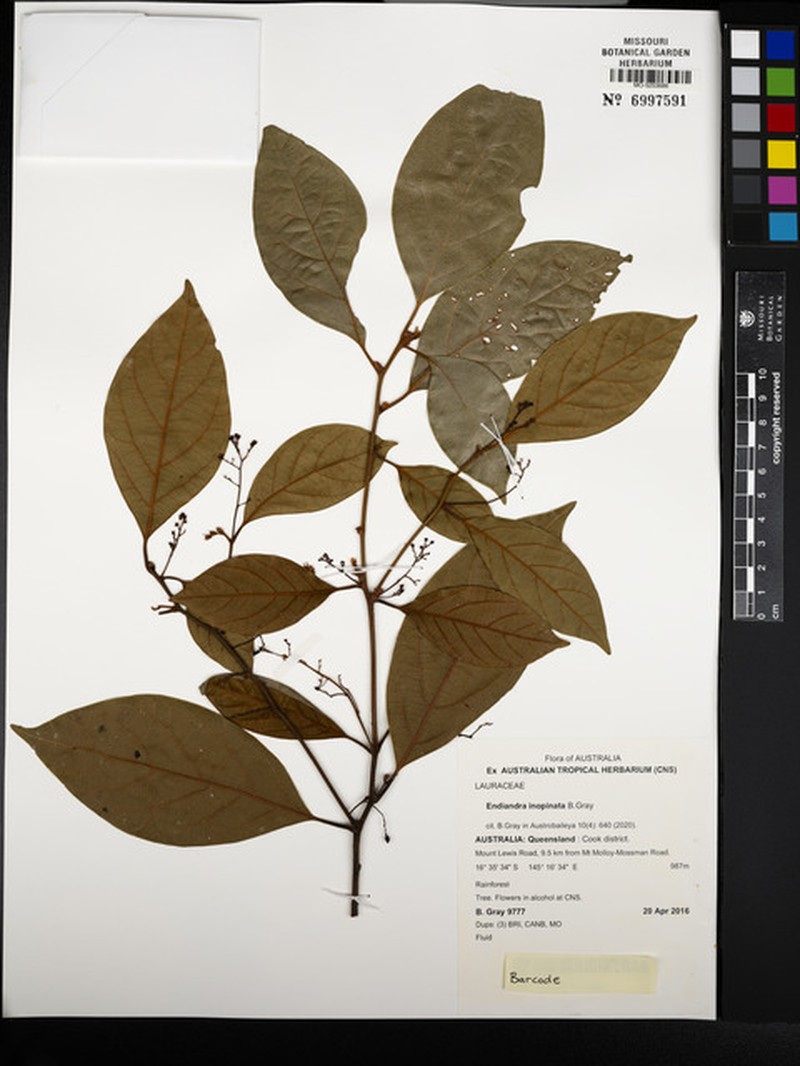 Endiandra inopinata