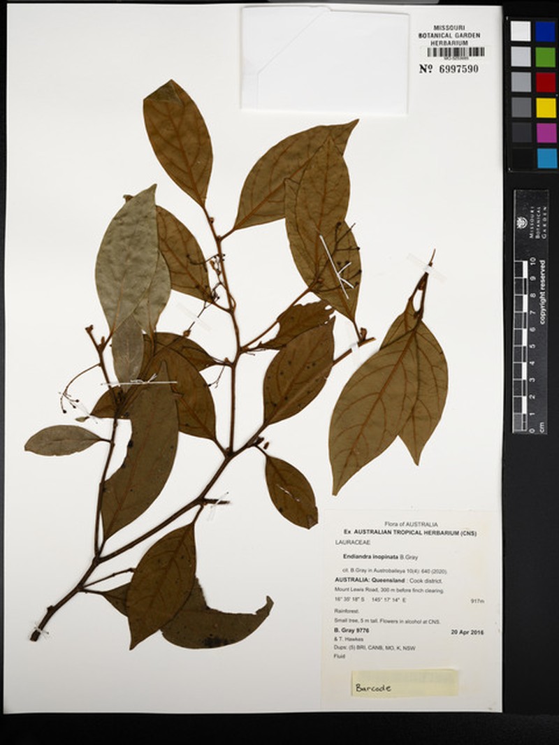Endiandra inopinata photo 2