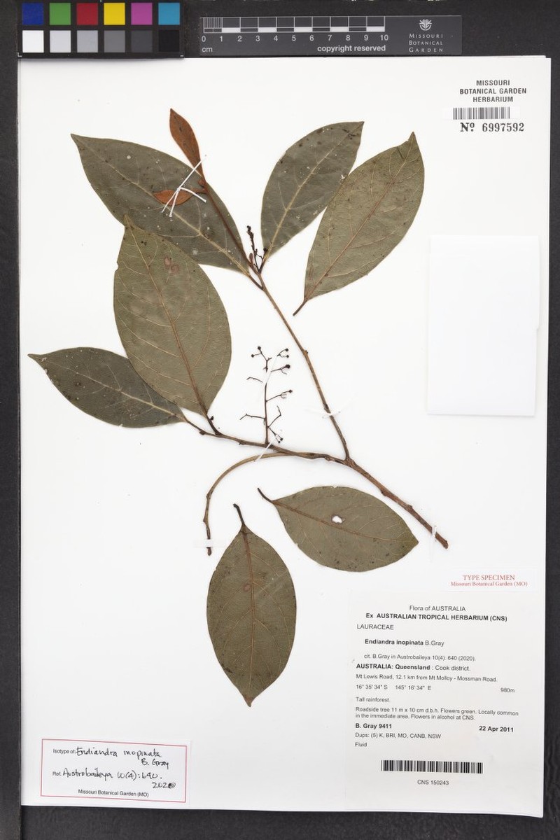Endiandra inopinata photo 3