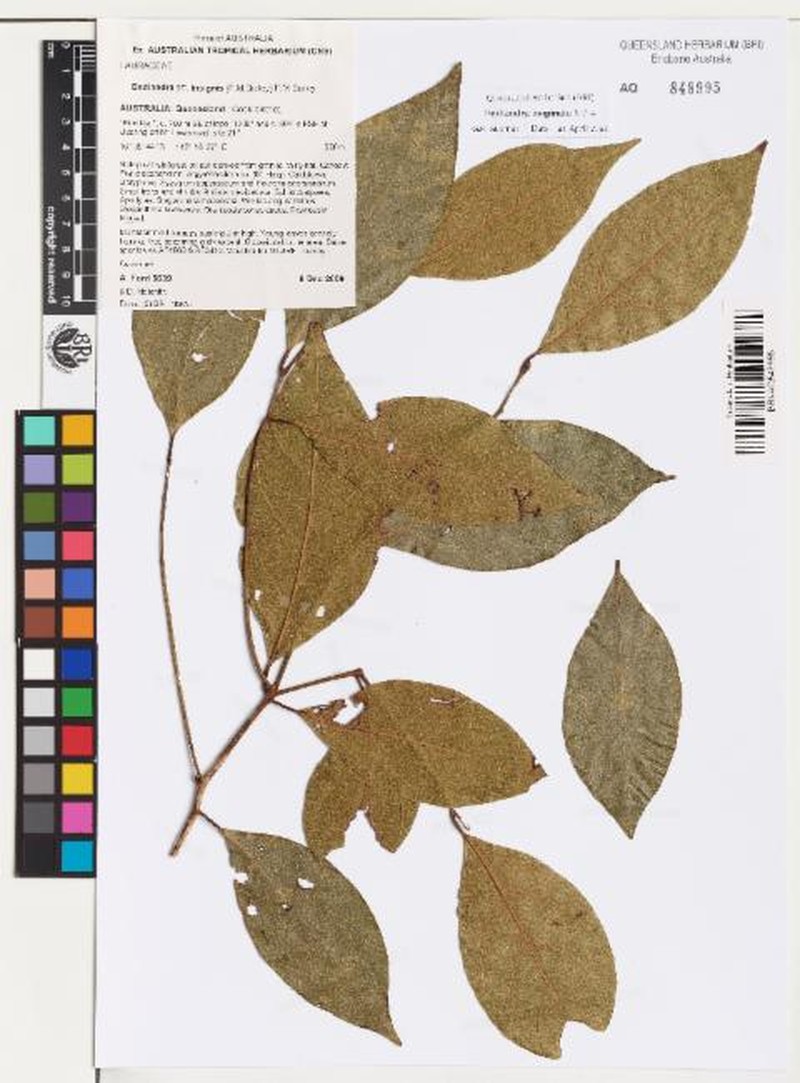 Endiandra inopinata photo 4
