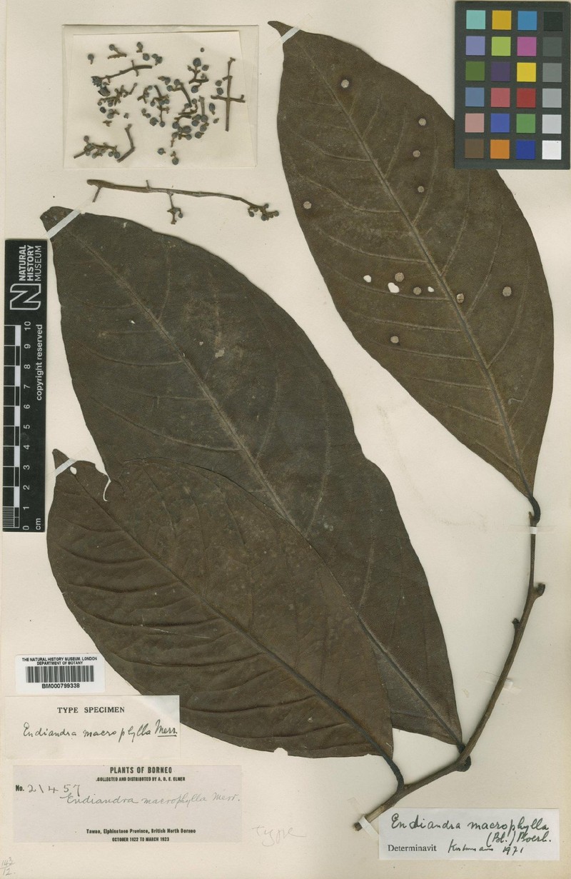Endiandra merrillii