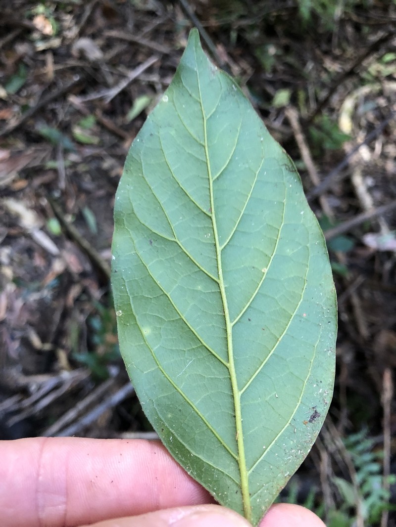 Endiandra mulleri subsp. mulleri