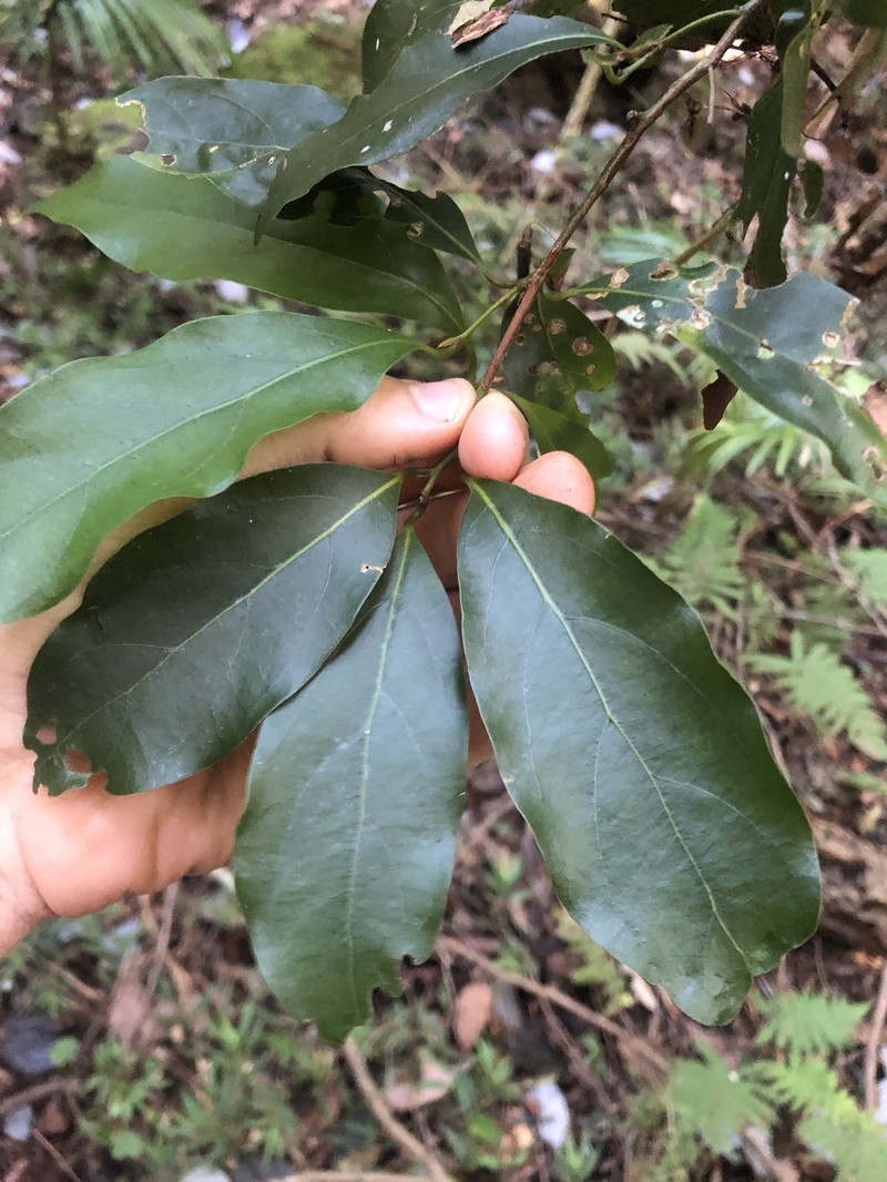 Endiandra mulleri subsp. mulleri photo 2