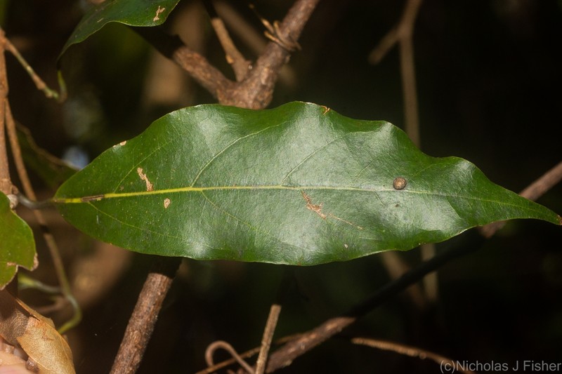 Endiandra mulleri subsp. mulleri photo 3
