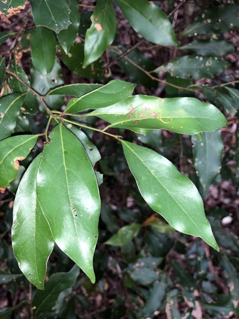 Endiandra mulleri subsp. mulleri photo 4