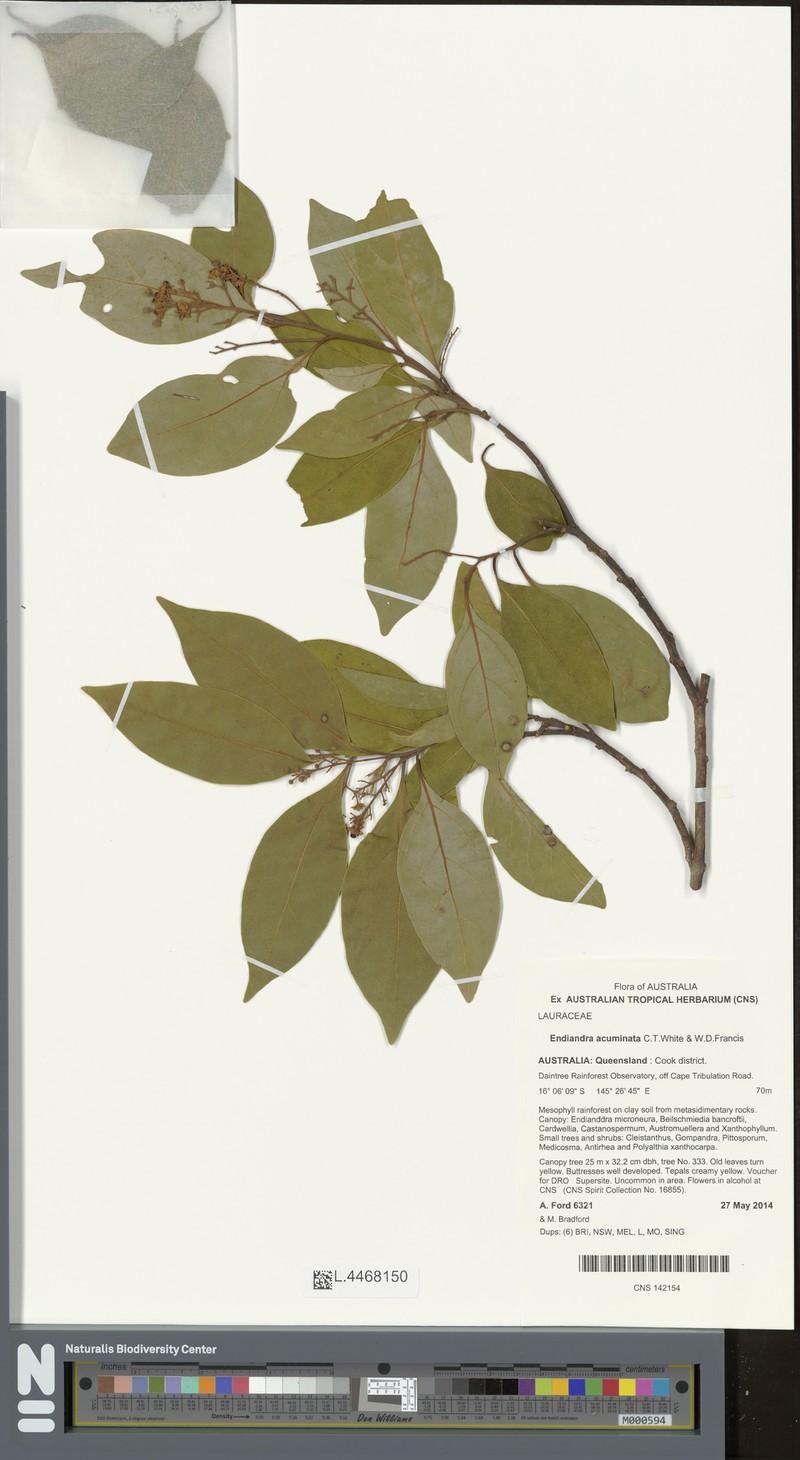 Endiandra teschneri