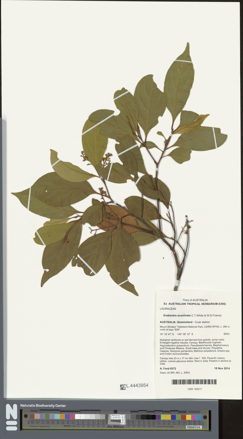 Endiandra teschneri photo 2