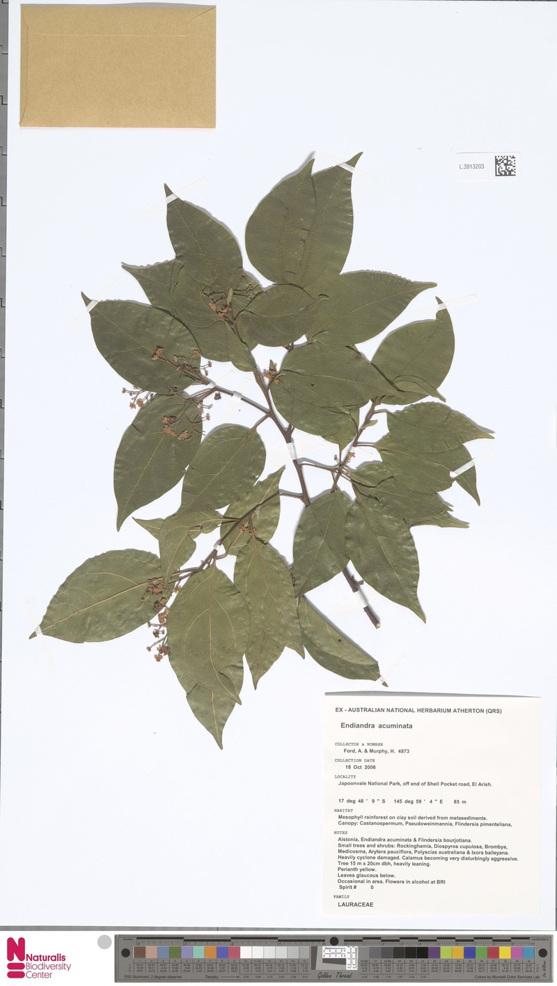 Endiandra teschneri photo 3
