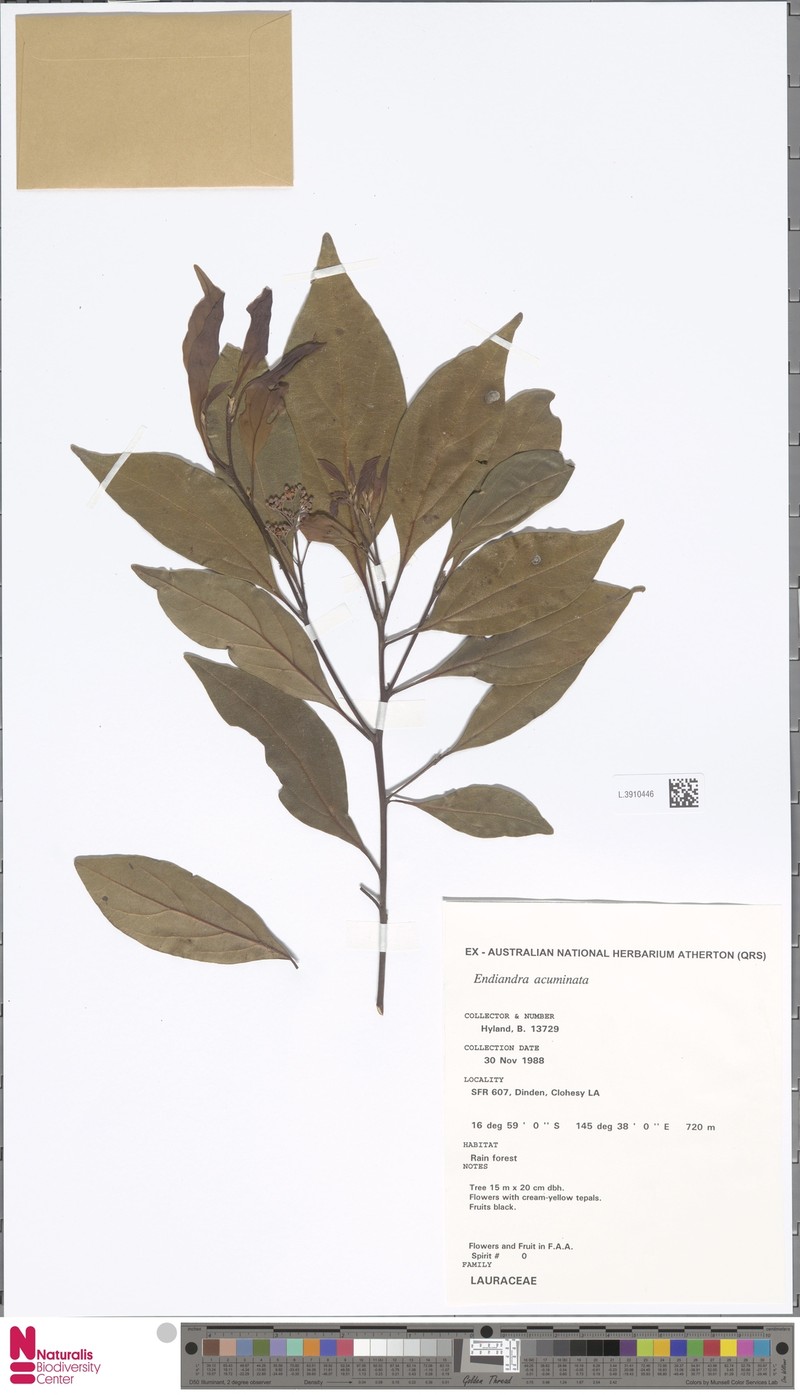Endiandra teschneri photo 4