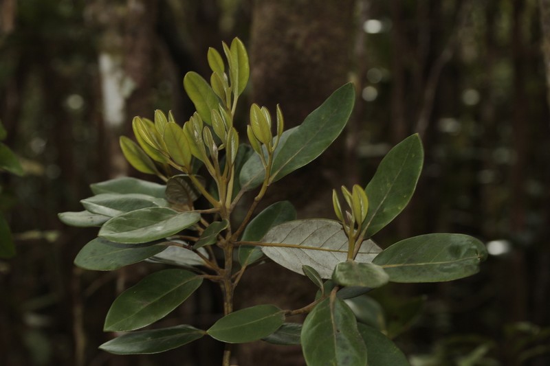 Endiandra trichogyna