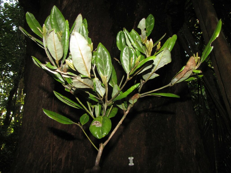 Endiandra trichogyna photo 2