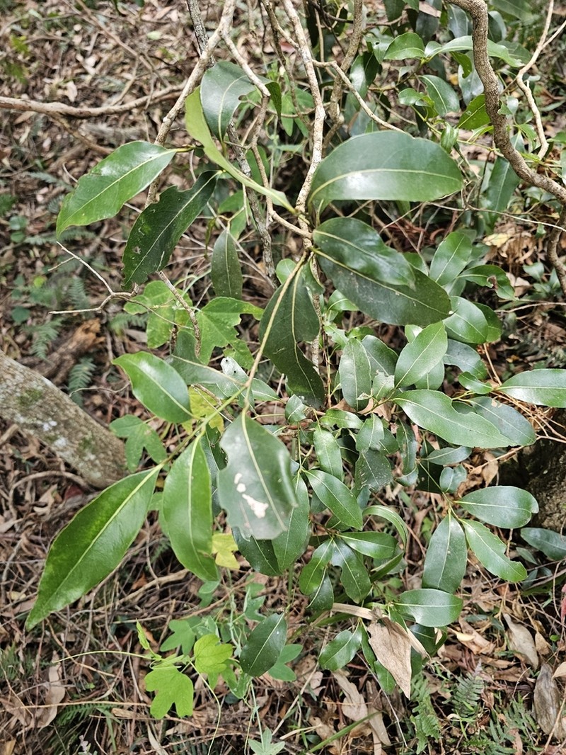 Endiandra wongawallanensis