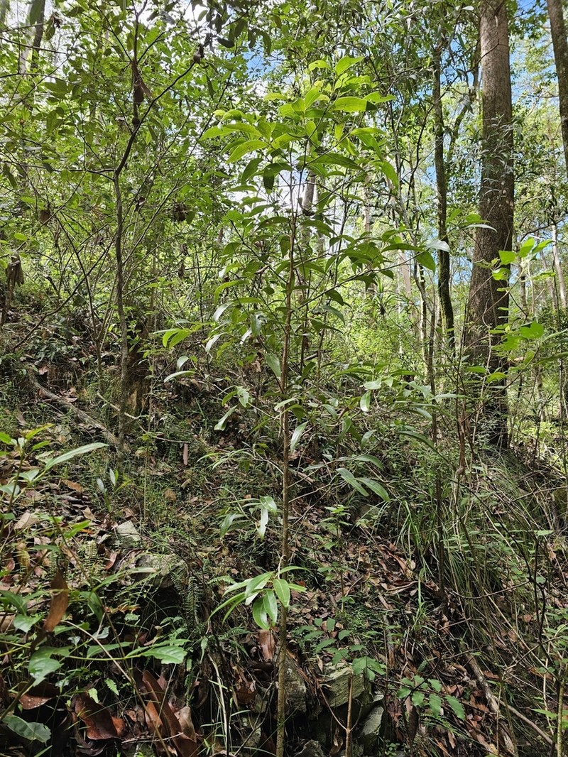 Endiandra wongawallanensis photo 2