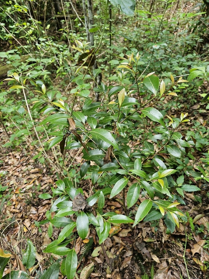 Endiandra wongawallanensis photo 3
