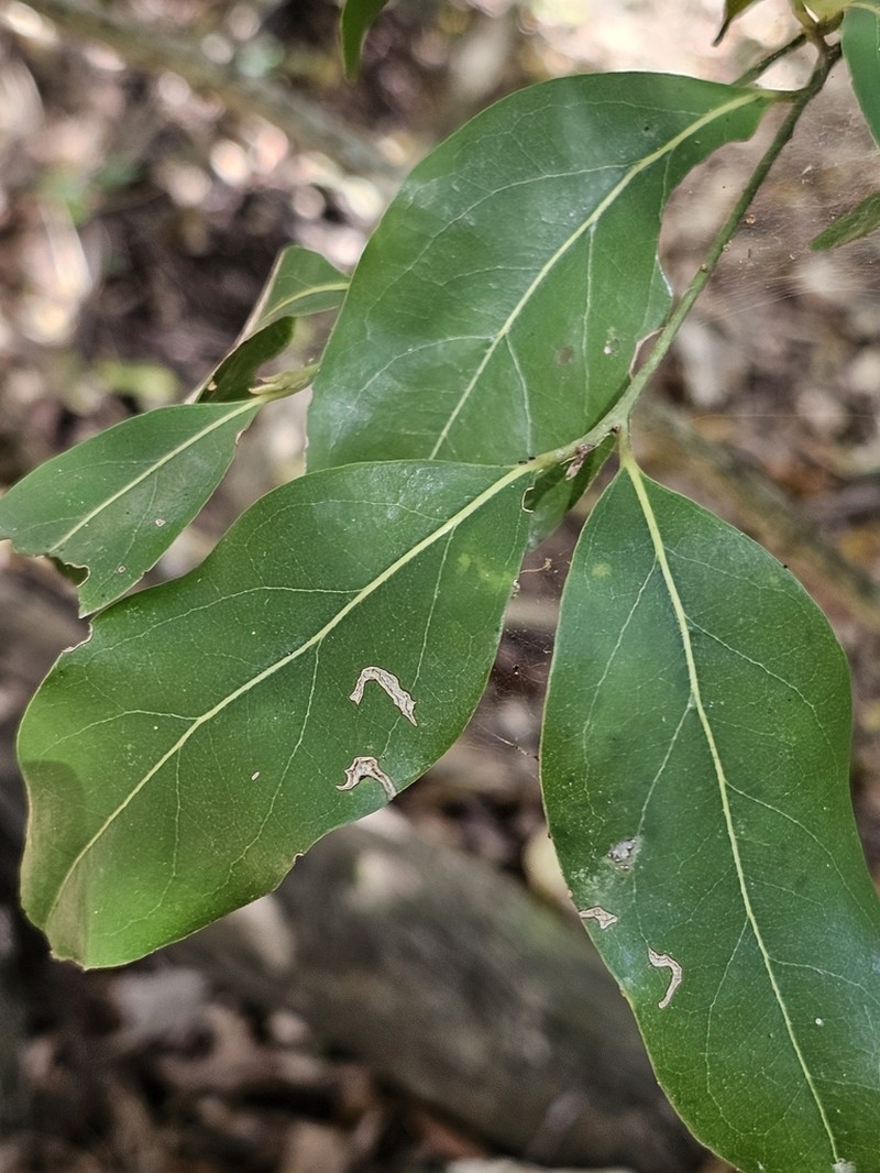 Endiandra wongawallanensis photo 4