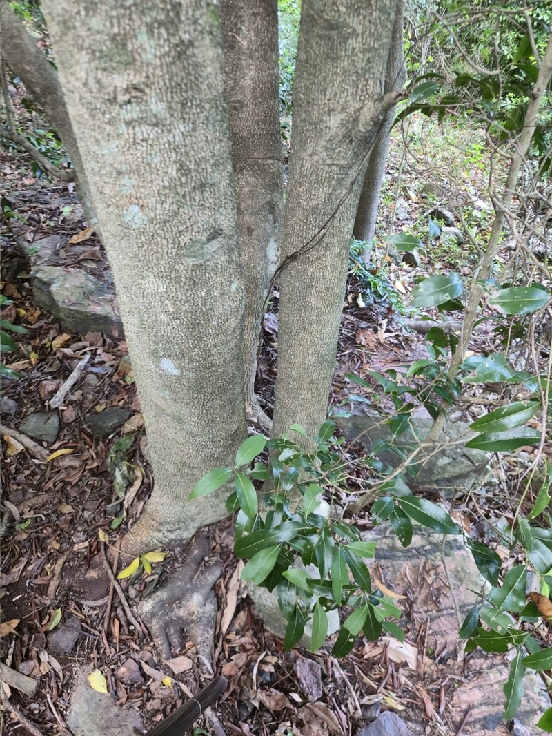 Endiandra wongawallanensis photo 5