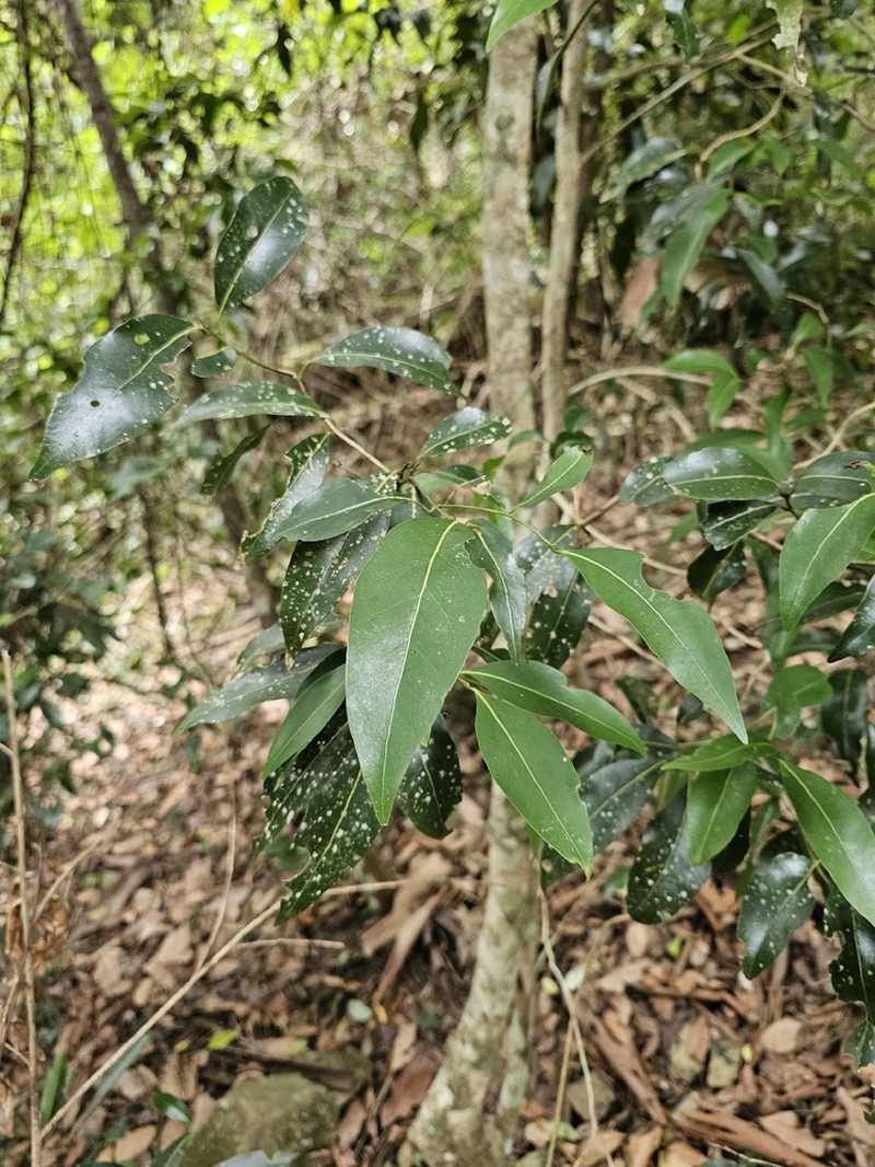 Endiandra wongawallanensis photo 6