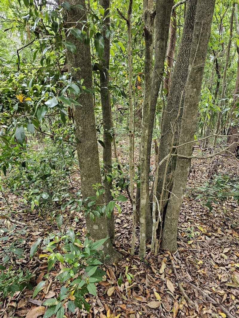 Endiandra wongawallanensis photo 8