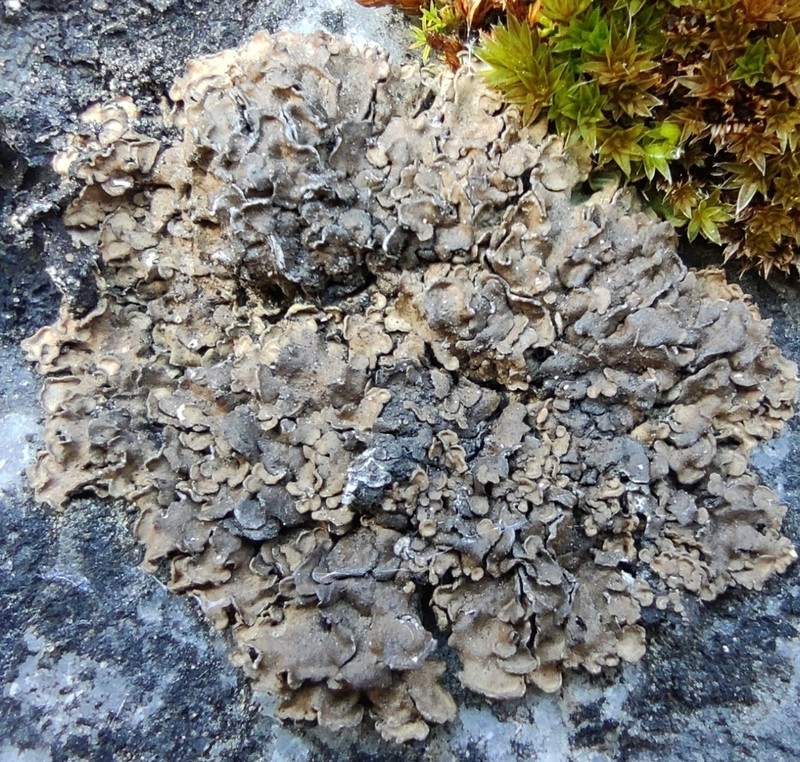 Chalice Lichen