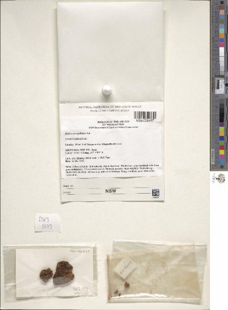 Endocarpon pallidum