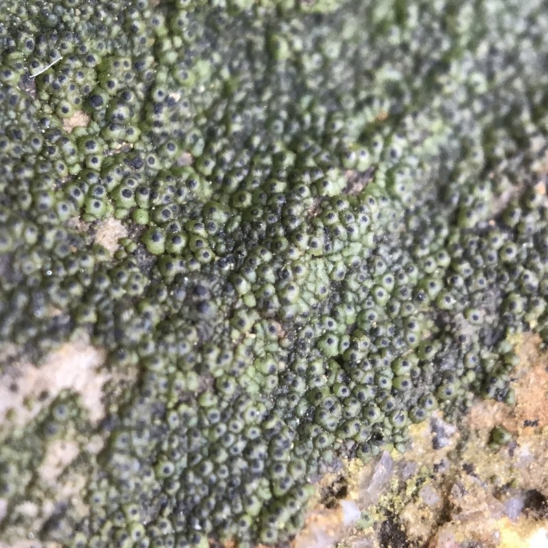 Chalice Lichen