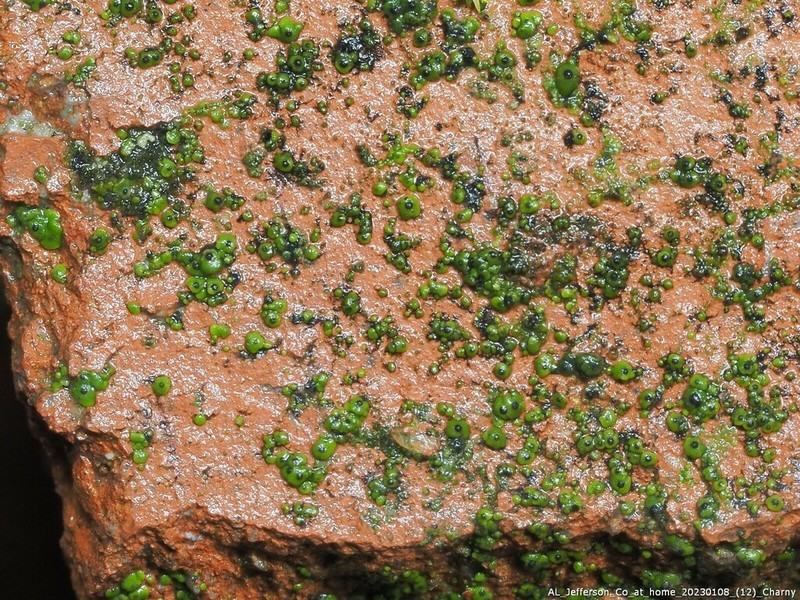 Chalice Lichen photo 2
