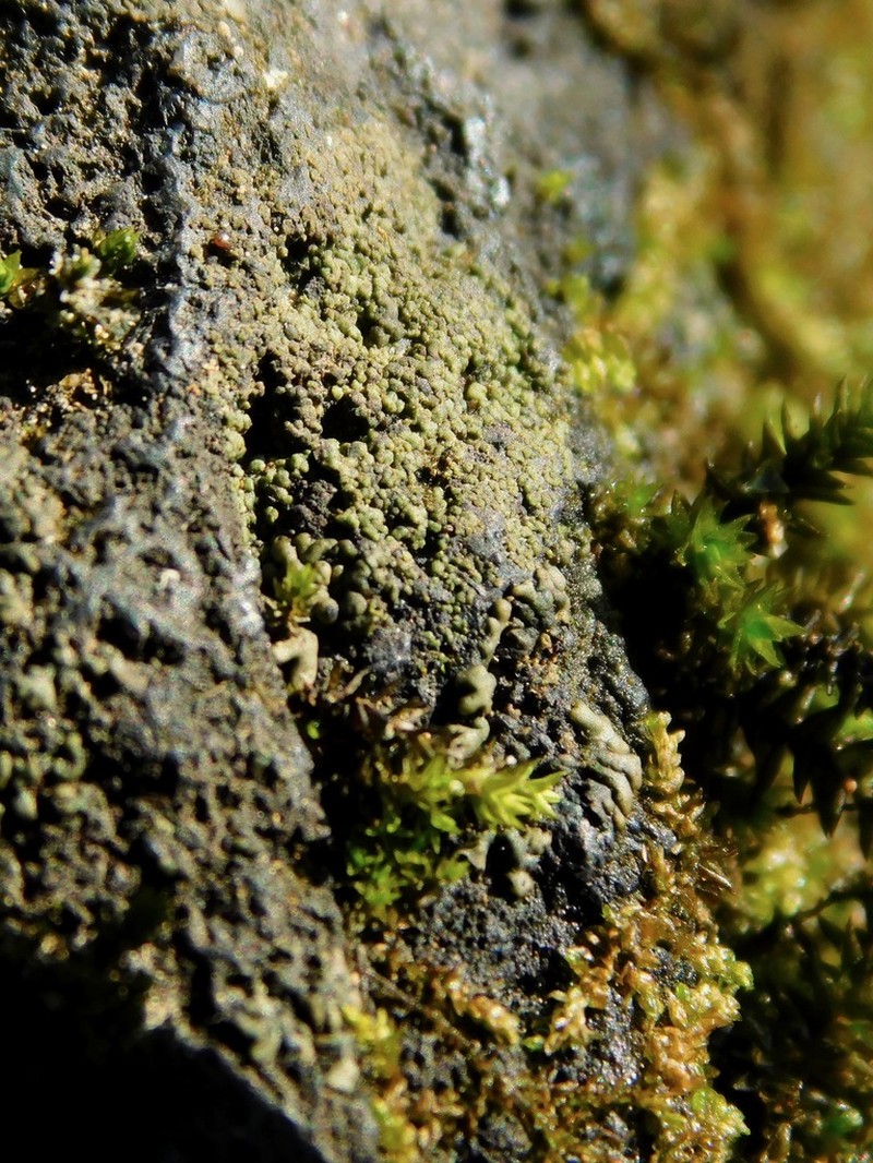 Chalice Lichen photo 3