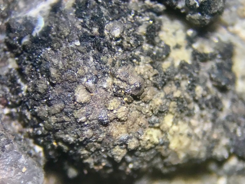 Chalice Lichen photo 4