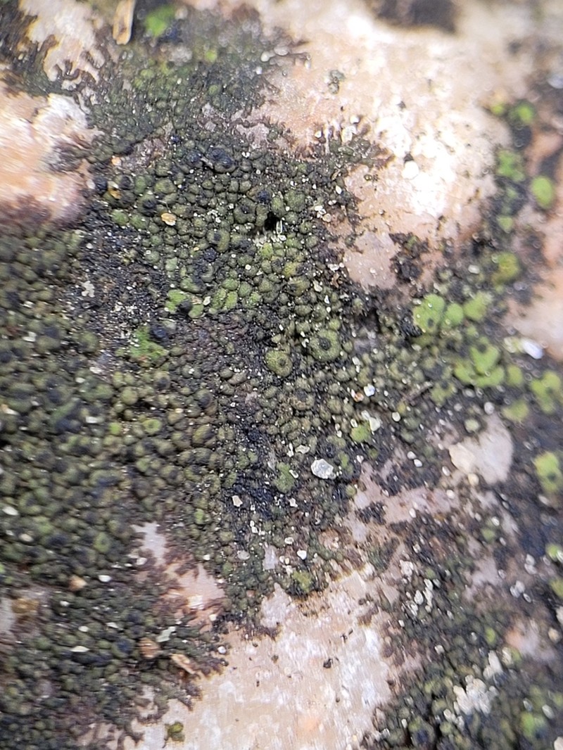 Chalice Lichen photo 5