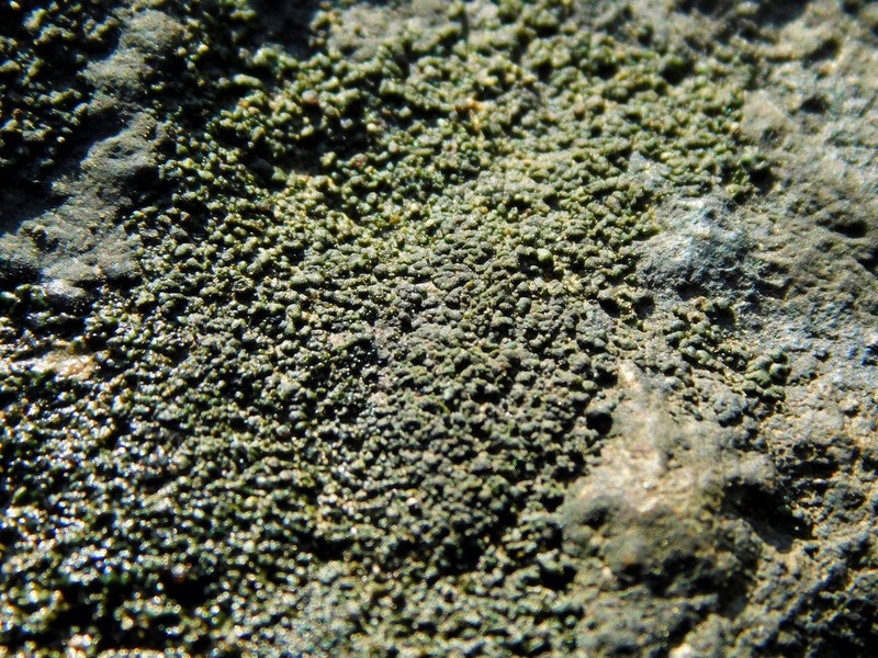 Chalice Lichen photo 6