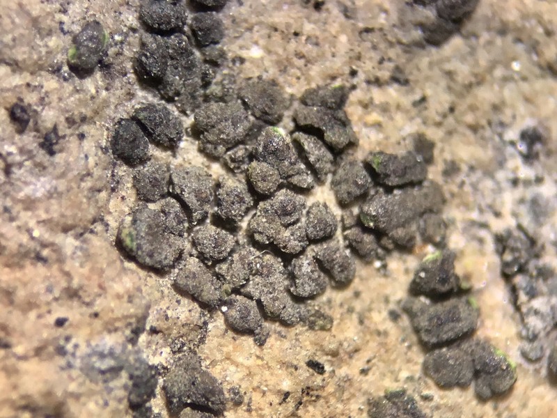 Chalice Lichen photo 7