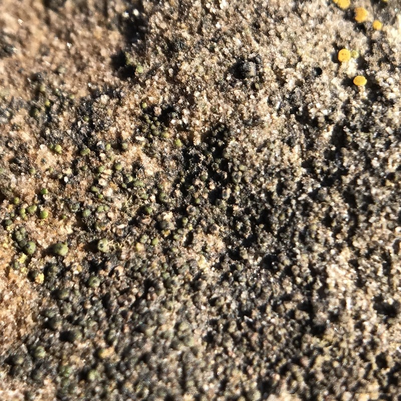 Chalice Lichen photo 8