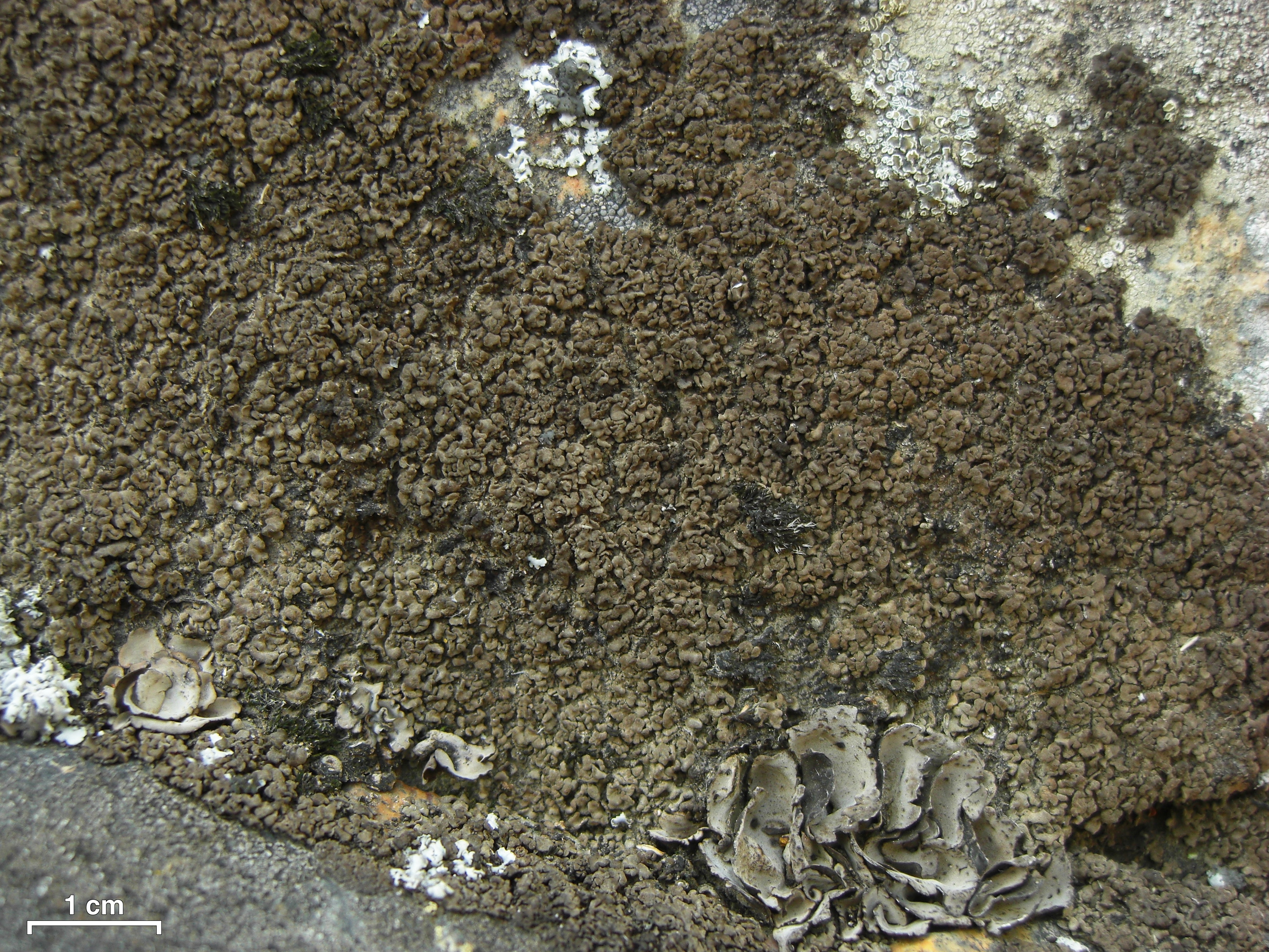Pulvinate Chalice Lichen
