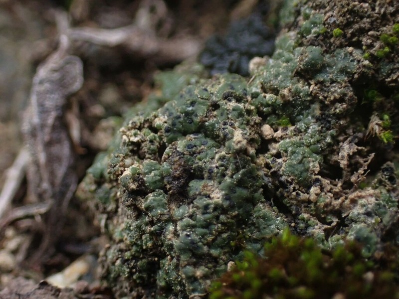 Chalice Lichen