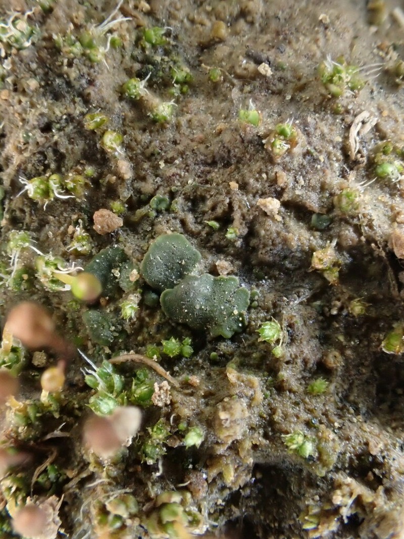 Chalice Lichen photo 2