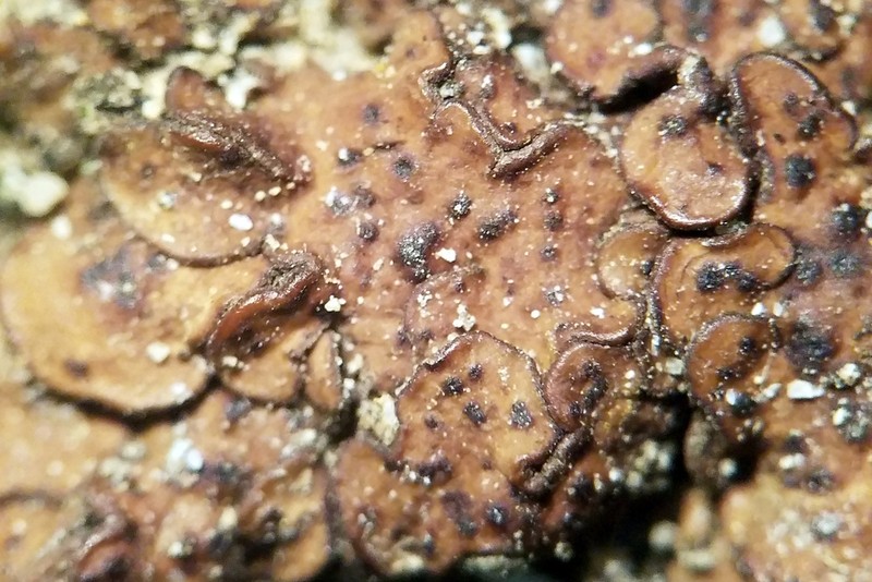 Chalice Lichen photo 3