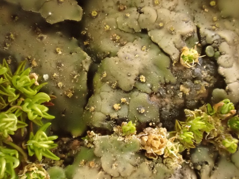 Chalice Lichen photo 4