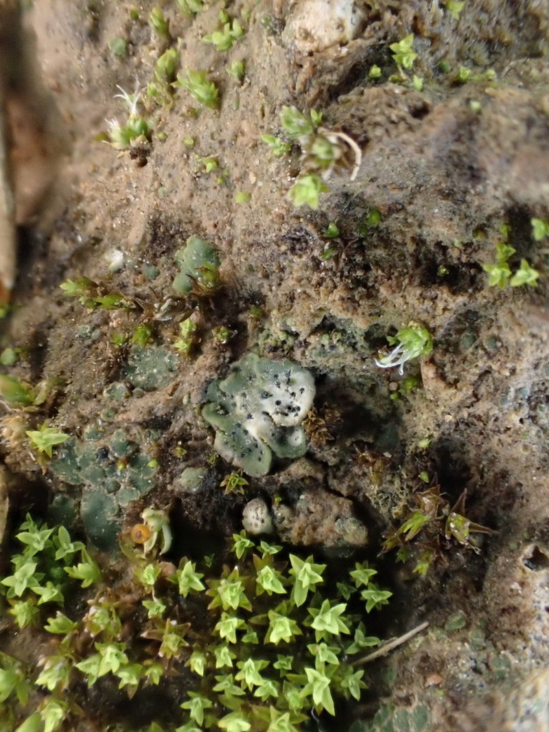 Chalice Lichen photo 5