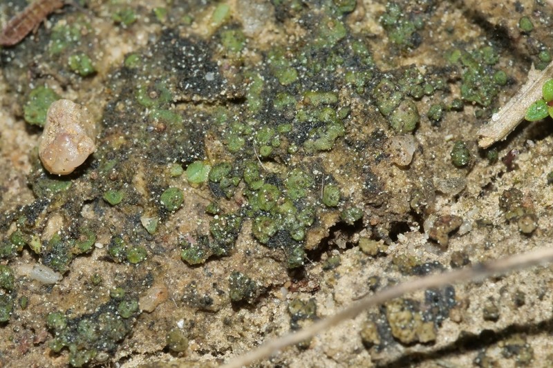 Chalice Lichen photo 6