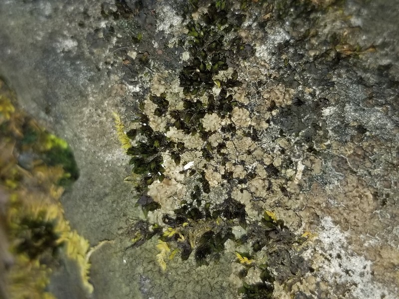 Chalice Lichen photo 7
