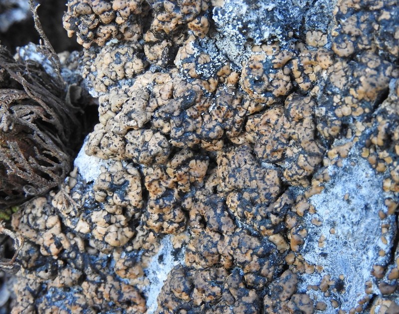 Chalice Lichen photo 8